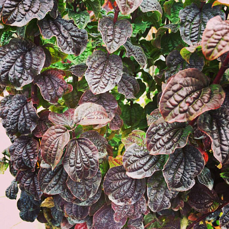 Фото Дёрен Компресса