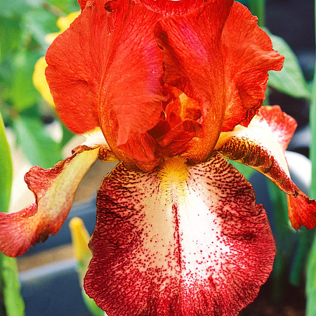 Фото Ирис бородатый Пуля