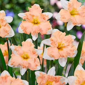 Нарцисс Вальс