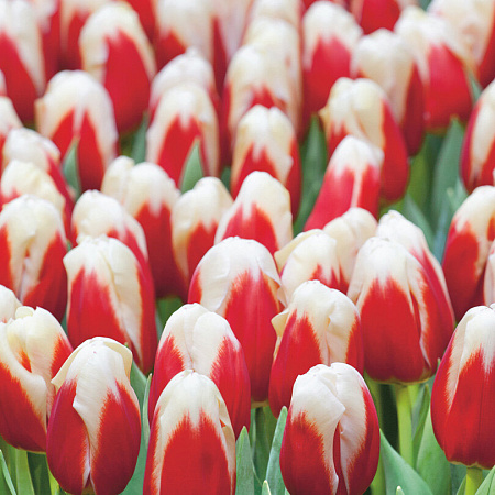 Фото Тюльпан Роман эмпайр