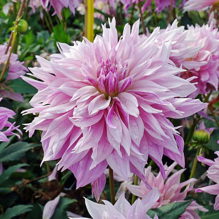 Фото Георгин декоративный Лабиринт Тутоун