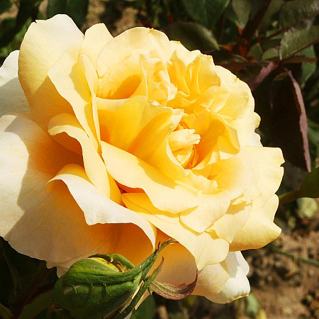 Фото Роза чайно-гибридная Казанова