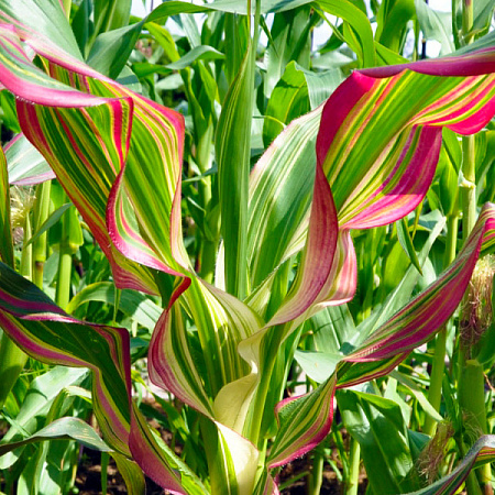 Фото Кукуруза декоративная Радуга