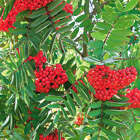 Фото Рябина Сахарная Петрова