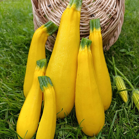 Фото Кабачок Ясмин F1