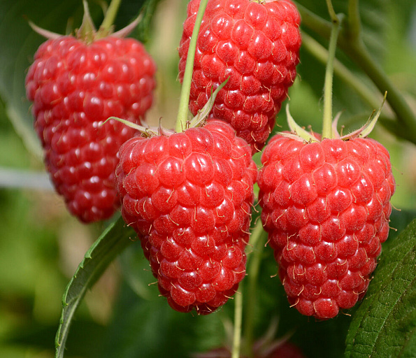 Купить саженцы Малина Маравила — от НПО Сады Росcии