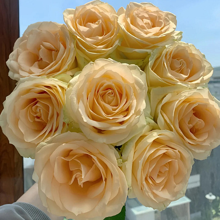 Фото Роза чайно-гибридная Пич Аваланш