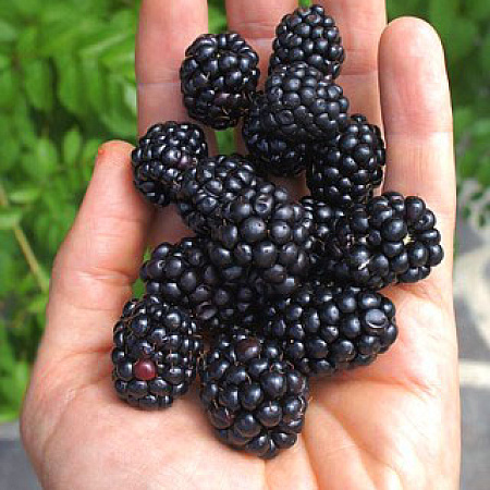 Фото Ежевика Орегон