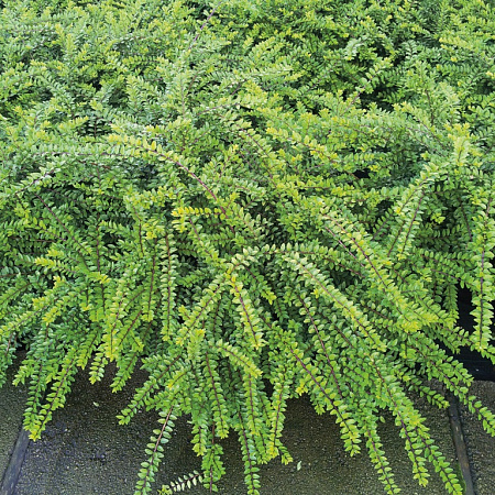 Фото Жимолость блестящая Элегант