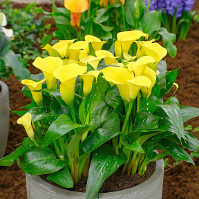 Калла Санклаб