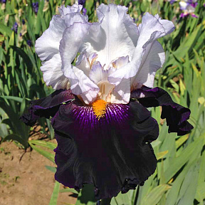 Ирис бородатый Домино Нуар