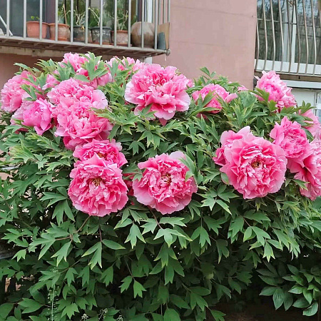 Фото Пион древовидный Богатство и звание