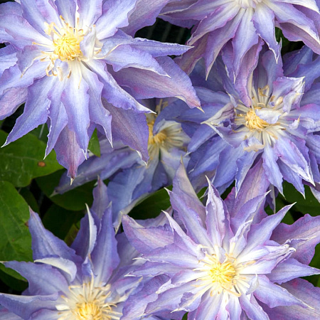 Фото Клематис Тайрислунд