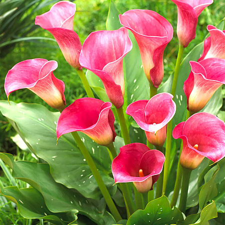 Фото Калла Капитан Романс