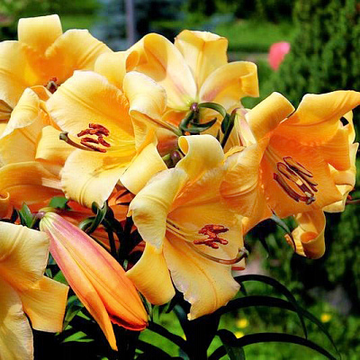 Лилия ОТ-гибрид Сантарелло