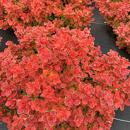 Фото Барбарис Тунберга Ред Хот Чили