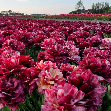 Фото Тюльпан Ночной дозор