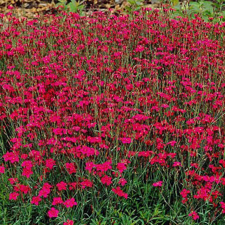 Фото Гвоздика травянка