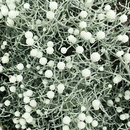 Фото Калоцефалус Брауна Серебряная подушка