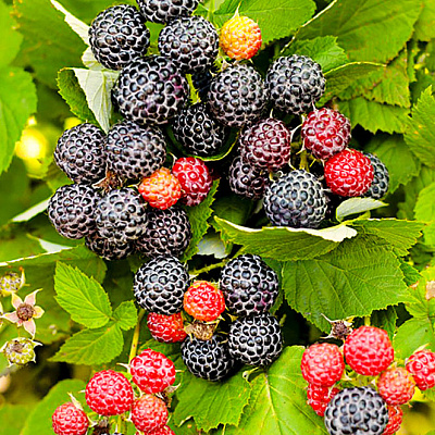 Малина Кумберленд