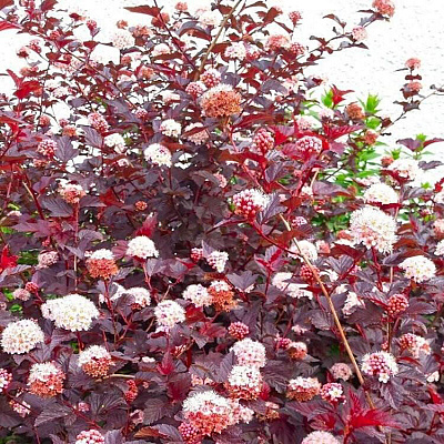 Пузыреплодник Леди ин Ред