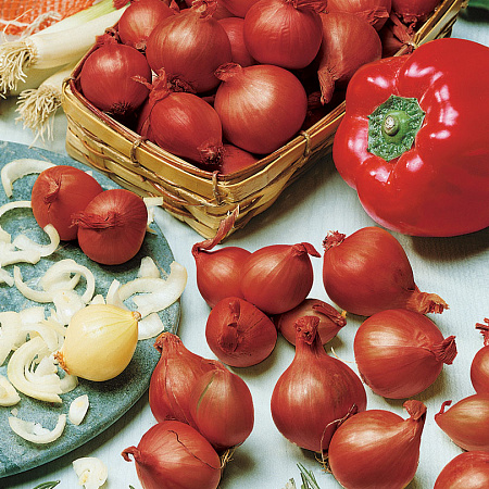 Фото Лук семейный (шалот) Прометей