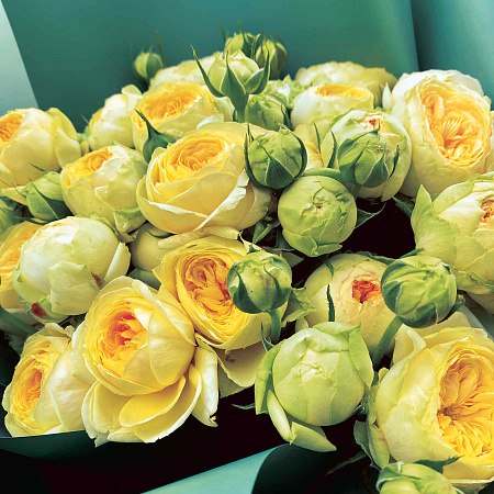Фото Роза пионовидная Грин Баблз