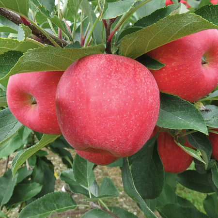 Фото Яблоня Коваленковское