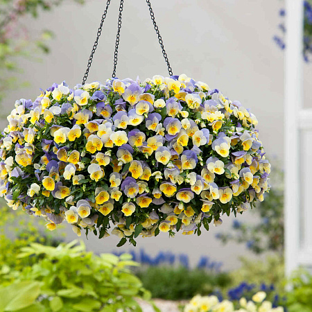 Фото Виола ампельная Кул Вэйф Черничный вихрь