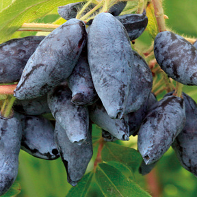 Жимолость Сластёна