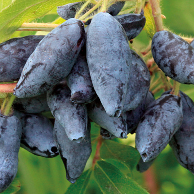 Жимолость Сластёна