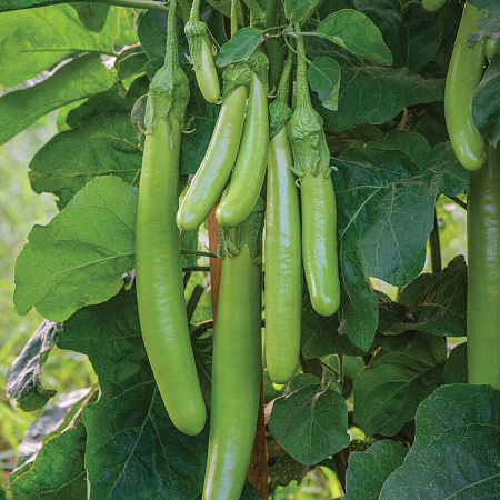 Фото Баклажан Зелёная энергия F1