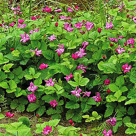 Фото Княженика обыкновенная