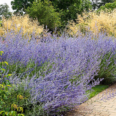 Фото Перовския Голубой Шпиль