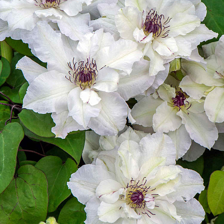 Фото Клематис Мария Качинская