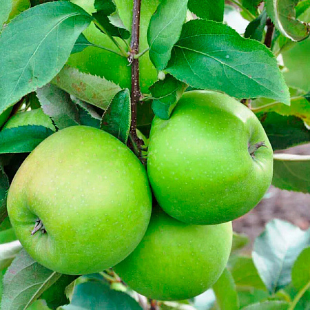 Фото Яблоня колонновидная Изумруд