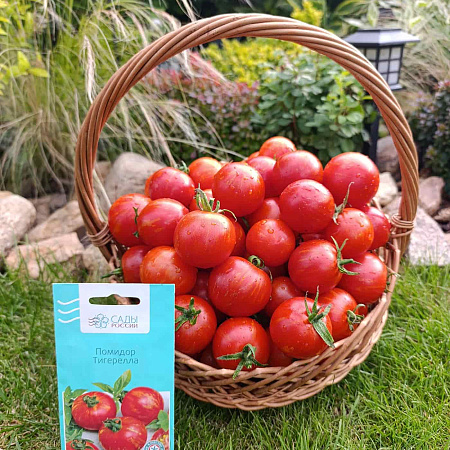 Фото Помидор Тигерелла