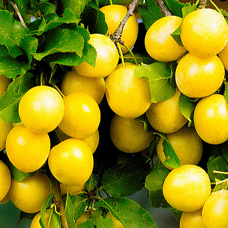 Фото Слива Подгорная