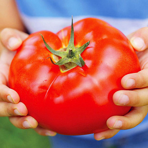 Помидор Биг Биф F1