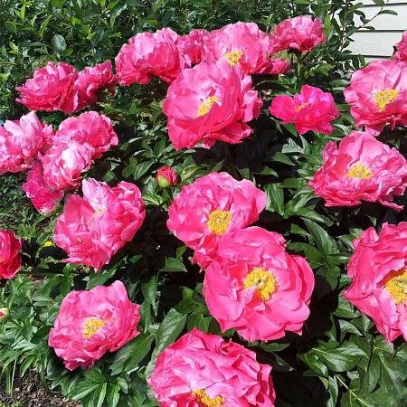 Фото Пион Паула Фэй