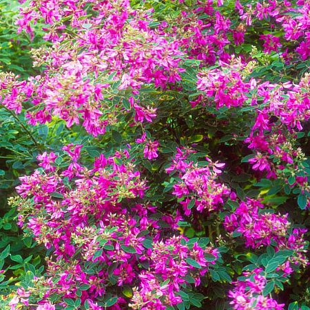 Фото Леспедеца Двуцветная