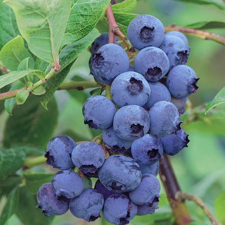 Фото Голубика Айвенго
