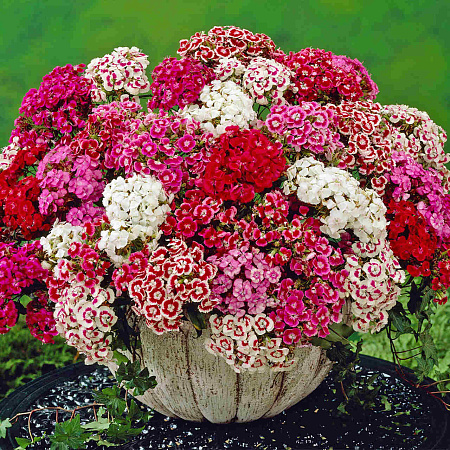 Фото Гвоздика турецкая Сладкий микс