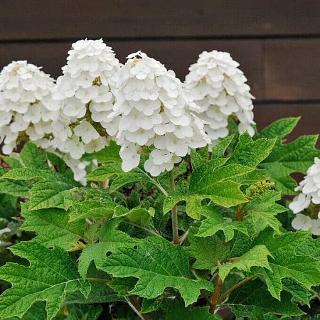 Фото Гортензия дуболистная Алиса