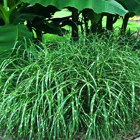 Фото Мискантус китайский Литл Зебра