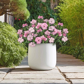 Гвоздика Оскар Лайт роуз