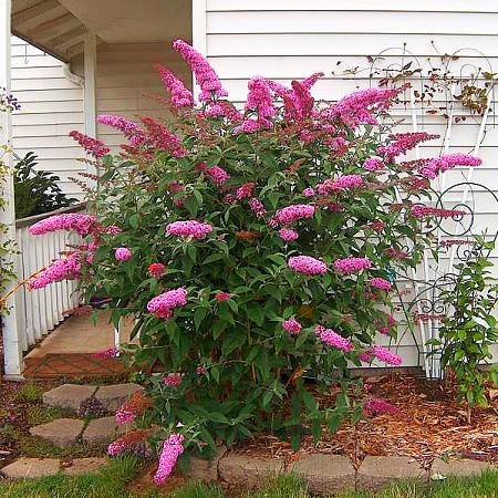 Фото Буддлея Розовый восторг