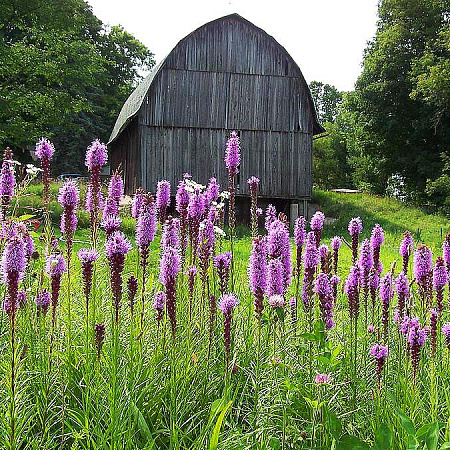 Фото Лиатрис колосковый