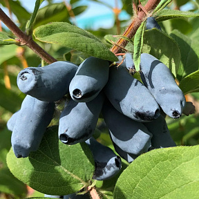 Жимолость Мичуринское диво