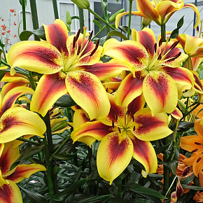 Лилия ОА-гибрид Вива ла Вида